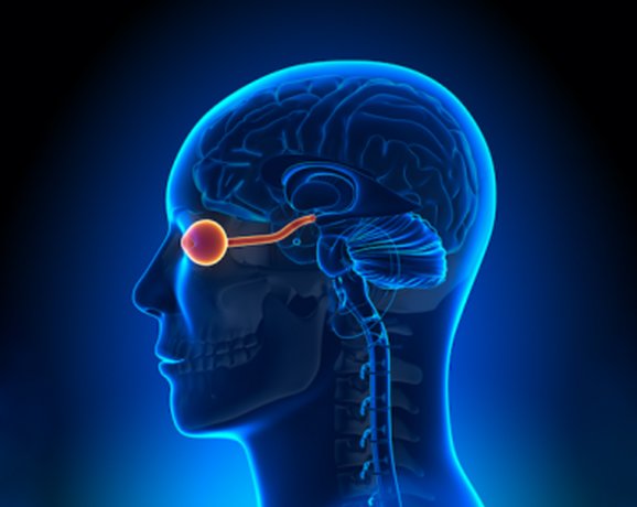 neuro-ophthalmology brain view