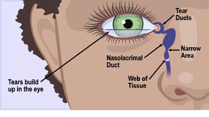 tear duct diagram