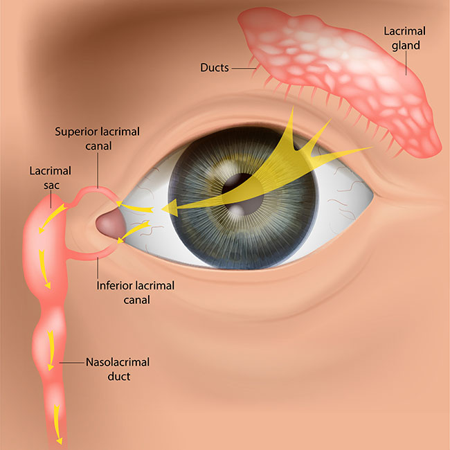 Human-Tear-Drainage-System-Anatomy.-Lacrimal-Apparatus-and-Tear-Flow-Pathway