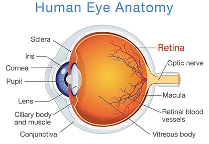 eye-anatomy-retina