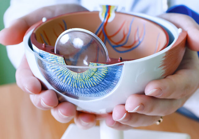 Ophthalmology-oculus-sample-closeup.-Ophthalmology,-eye-model-close-up